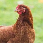 Profile picture of Nyle Wells